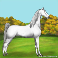 Horse Color:Gray White Spotted Liver Chestnut 