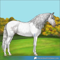 Horse Color:White Spotted Silver Brown Tobiano 