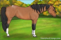 Horse Color:Bay Roan Tobiano