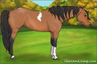 Horse Color:Bay Roan Tobiano