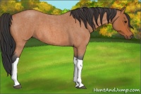 Horse Color:Bay Roan Tobiano 