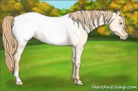Horse Color:Gold Champagne Dun Appaloosa 