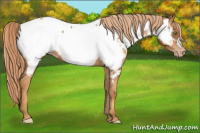 Horse Color:Gray Gold Champagne Appaloosa 