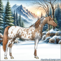 Horse Color:White Spotted Red Dun Appaloosa