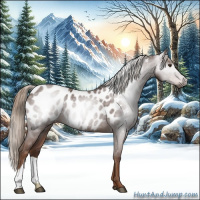 Horse Color:Gray Chestnut Appaloosa 