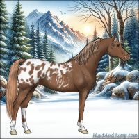 Horse Color:Chestnut Appaloosa 