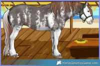 Horse Color:Liver Chestnut Sabino Splash 