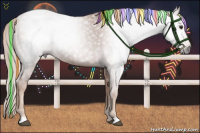 Horse Color:Gray Painted Chestnut Appaloosa