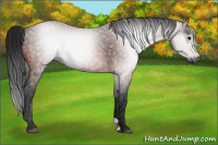 Horse Color:Gray Bay 
