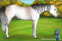 Horse Color:Gray Bay 