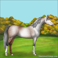 Horse Color:Gray Bay 