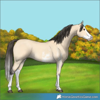 Horse Color:Buckskin Dun Sabino Splash 