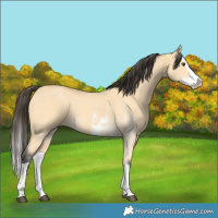 Horse Color:Buckskin Dun Sabino Splash 