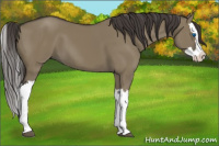 Horse Color:Smoky Grullo Splash