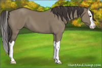 Horse Color:Smoky Grullo Splash 