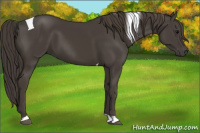 Horse Color:Smoky Black Tobiano