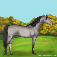 Horse Color:Platinum White Spotted Brown Roan Dun 