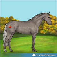 Horse Color:Silver Grullo