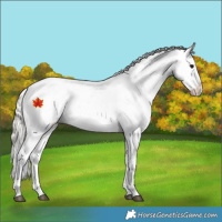 Horse Color:Silver Black Appaloosa 