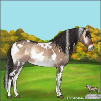 Horse Color:White Spotted Brown Onyx Rabicano