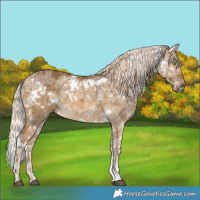 Horse Color:White Spotted Chocolate Palomino Ice Dun Brindle 