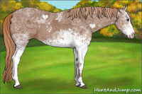 Horse Color:White Spotted Chestnut Ice