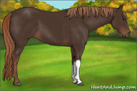 Horse Color:Liver Chestnut