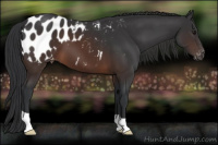 Horse Color:Brown Appaloosa