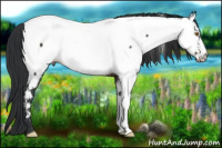 Horse Color:Brown Appaloosa 