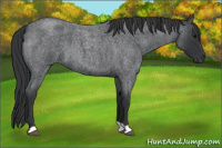 Horse Color:Blue Roan 
