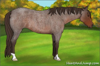 Horse Color:Liver Red Roan 