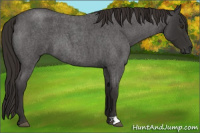 Horse Color:Liver Red Roan
