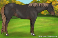 Horse Color:Liver Chestnut 
