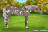 Horse Color:White Spotted Silver Black Sabino Rabicano