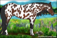 Horse Color:Brown Tobiano Near Leopard 