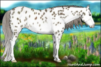 Horse Color:Chocolate Palomino Sabino Splash Near Leopard Rabicano