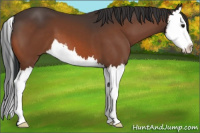 Horse Color:Bay Splash