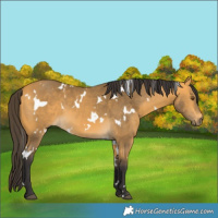 Horse Color:White Spotted Buckskin 