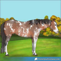 Horse Color:White Spotted Bay Sabino Splash 