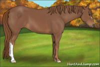 Horse Color:Chestnut 