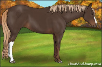 Horse Color:Liver Chestnut