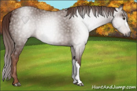 Horse Color:Gray Chestnut 
