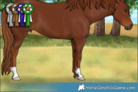 Horse Color:Gray Chestnut 