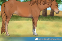 Horse Color:Chestnut 