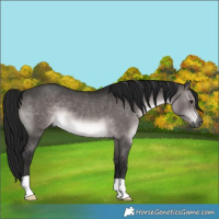 Horse Color:Gray Platinum Brown Dun 
