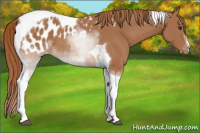 Horse Color:Chestnut Tobiano Appaloosa 