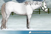 Horse Color:Gray White Spotted Liver Red Roan