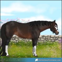 Horse Color:Gray White Spotted Bay 