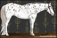 Horse Color:White Spotted Liver Chestnut Appaloosa 