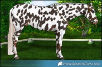Horse Color:Liver Chestnut Near Leopard 